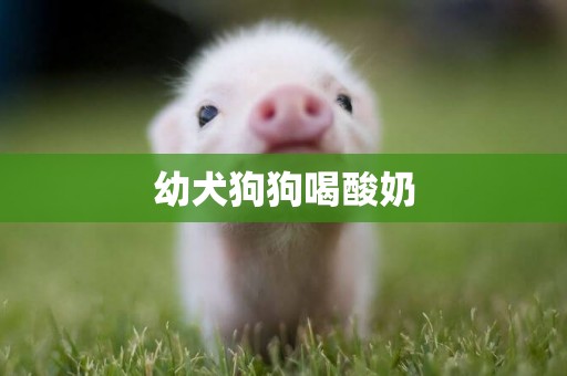 幼犬狗狗喝酸奶