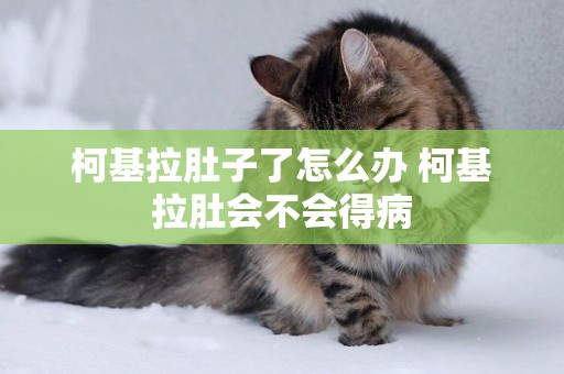 柯基拉肚子了怎么辦 柯基拉肚會不會得病