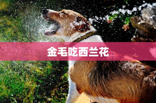 金毛吃西蘭花