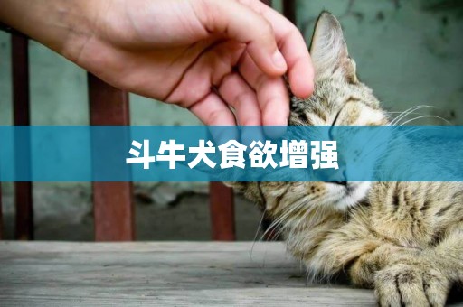 斗牛犬食欲增強