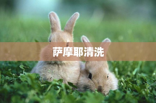 薩摩耶清洗