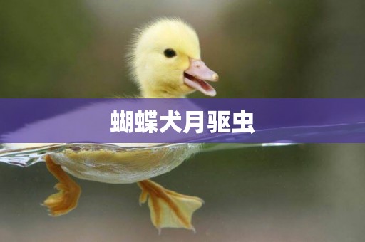 蝴蝶犬月驅蟲
