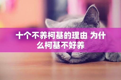 十個不養柯基的理由 為什么柯基不好養