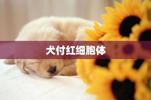 犬付紅細胞體