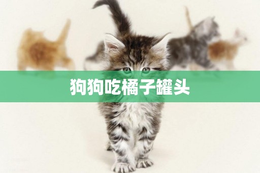 狗狗吃橘子罐頭