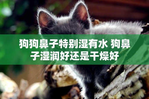 狗狗鼻子特別濕有水 狗鼻子濕潤好還是干燥好 狗狗鼻子特別濕有水 狗鼻子濕潤好還是干燥好