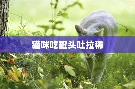貓咪吃罐頭吐拉稀