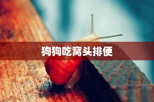 狗狗吃窩頭排便