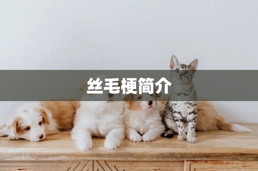 絲毛梗簡介