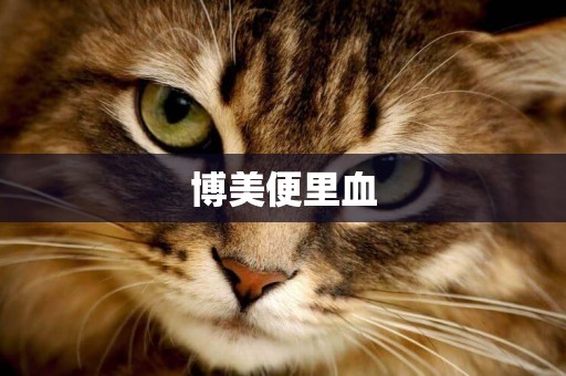 博美便里血