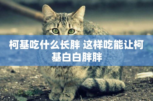 柯基吃什么長胖 這樣吃能讓柯基白白胖胖