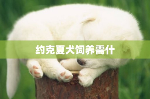 約克夏犬飼養需什