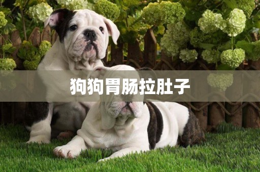 狗狗胃腸拉肚子