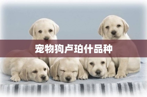 寵物狗盧珀什品種