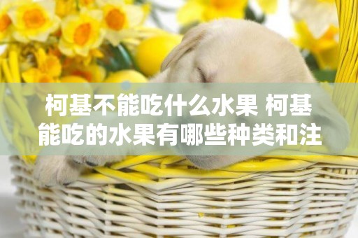 柯基不能吃什么水果 柯基能吃的水果有哪些種類和注意事項