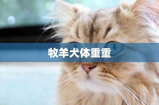 牧羊犬體重重