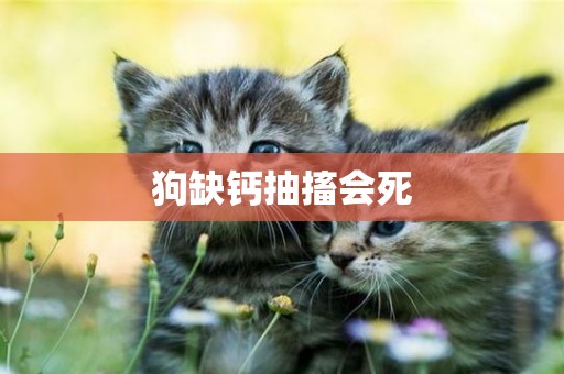 狗缺鈣抽搐會死