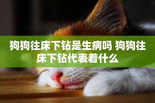 狗狗往床下鉆是生病嗎 狗狗往床下鉆代表著什么