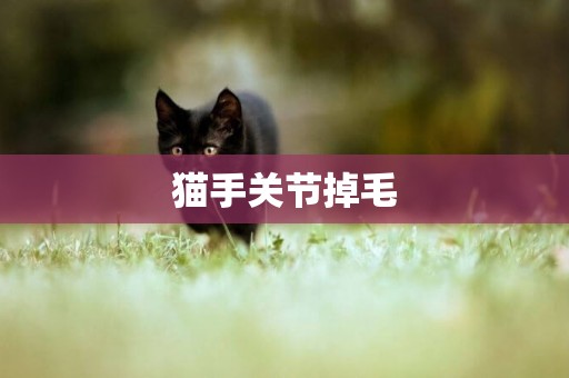 貓手關節掉毛