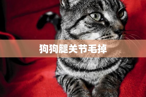 狗狗腿關節毛掉