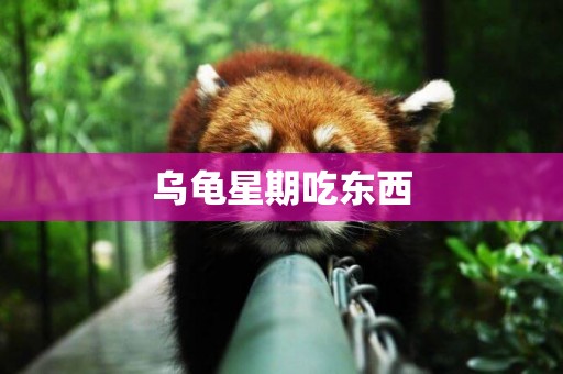 烏龜星期吃東西