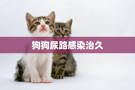 狗狗尿路感染治久
