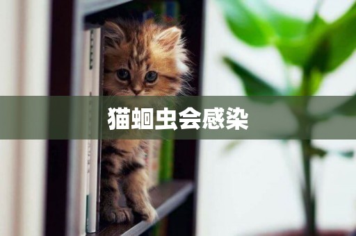 貓蛔蟲會感染