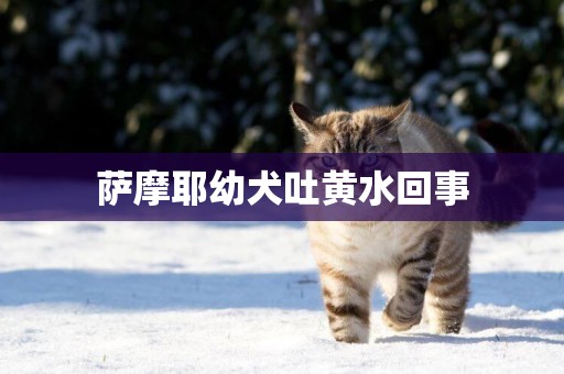 薩摩耶幼犬吐黃水回事