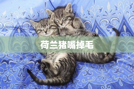 荷蘭豬嘴掉毛