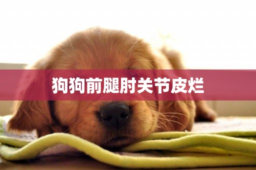 狗狗前腿肘關節皮爛