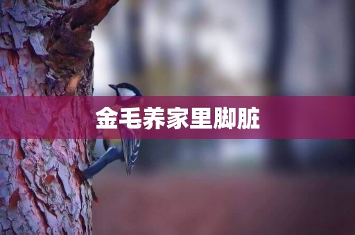 金毛養家里腳臟