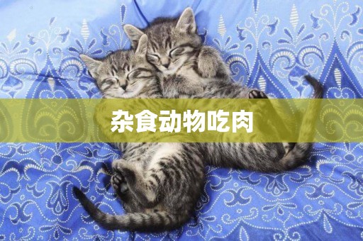 雜食動物吃肉