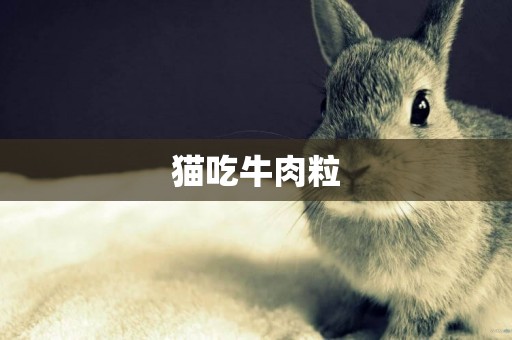貓吃牛肉粒