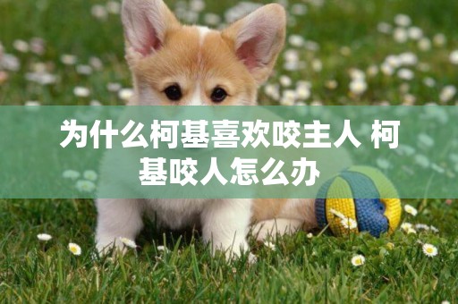 為什么柯基喜歡咬主人 柯基咬人怎么辦
