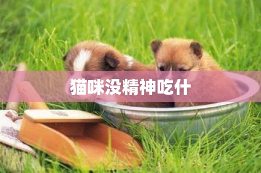 貓咪沒精神吃什