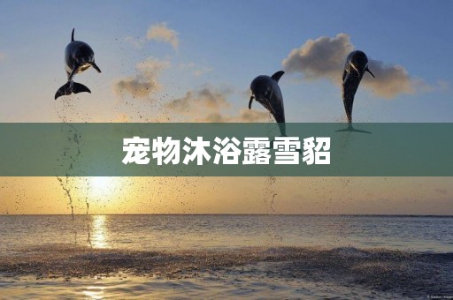 寵物沐浴露雪貂