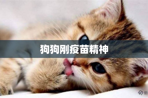 狗狗剛疫苗精神