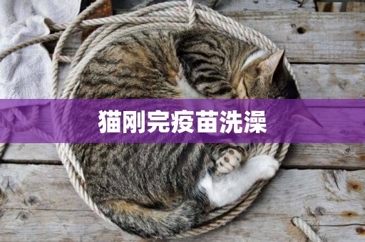 貓剛完疫苗洗澡