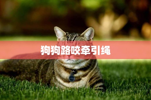 狗狗路咬牽引繩
