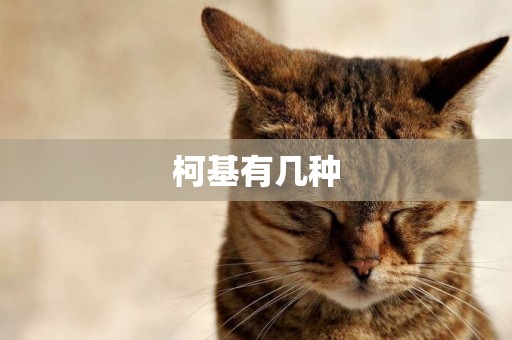 柯基有幾種