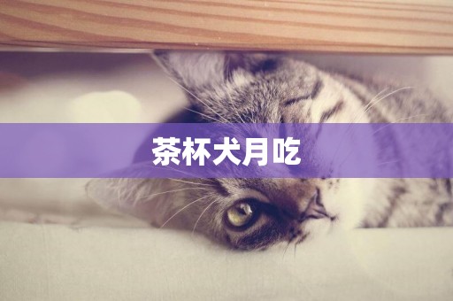 茶杯犬月吃