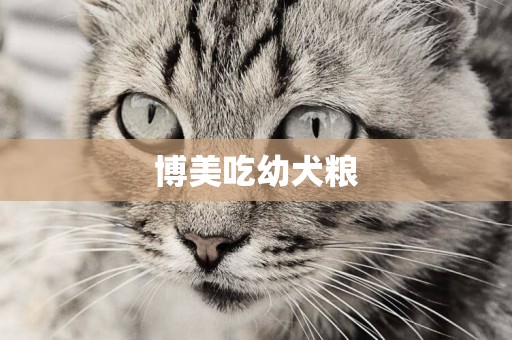 博美吃幼犬糧