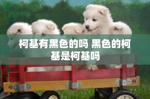 柯基有黑色的嗎 黑色的柯基是柯基嗎