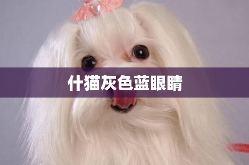 什貓灰色藍眼睛