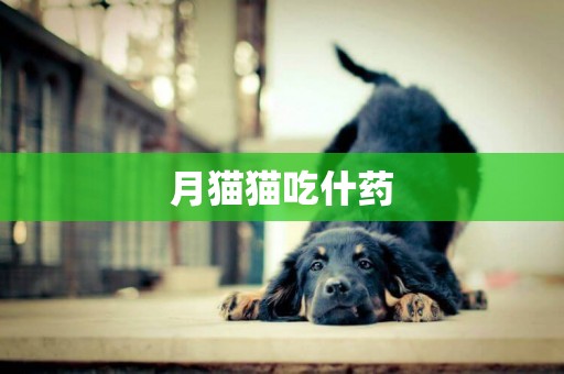 月貓貓吃什藥