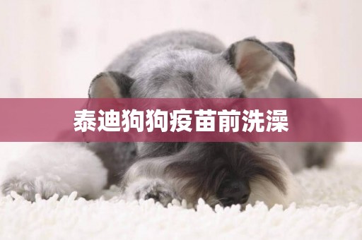 泰迪狗狗疫苗前洗澡