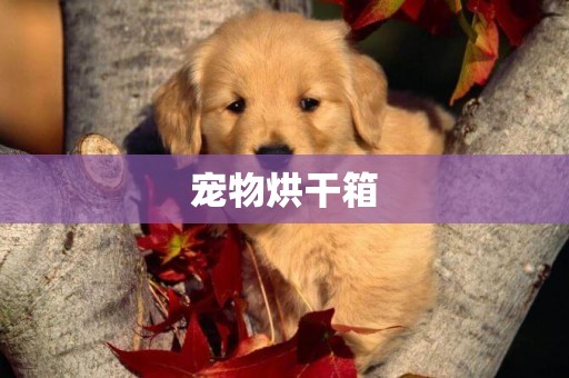 寵物烘干箱