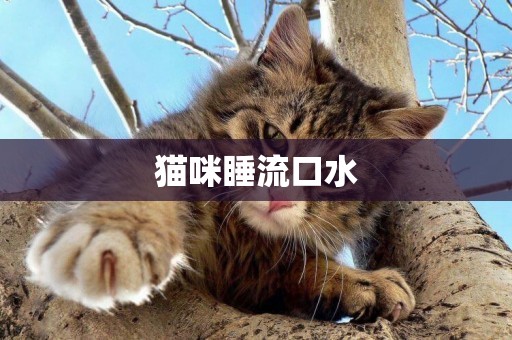 貓咪睡流口水