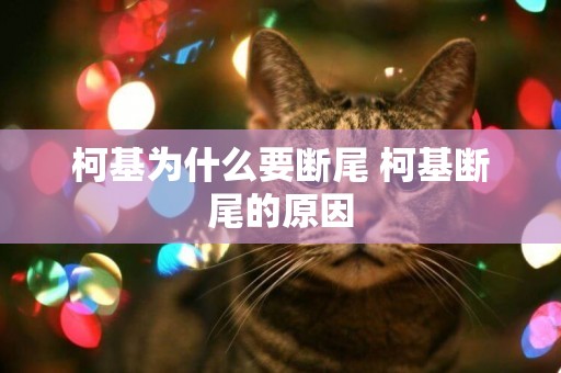 柯基為什么要斷尾 柯基斷尾的原因