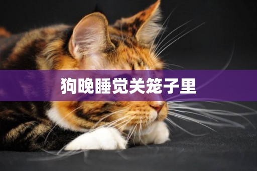 狗晚睡覺關籠子里